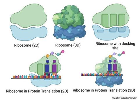 ribosomes definition structure types functions  diagram phd nest