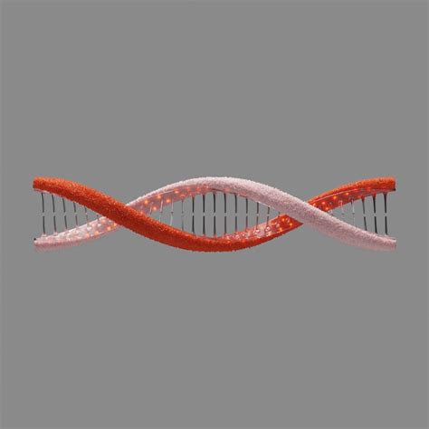 Deoxyribonucleic Acid Dna D Model Cgtrader