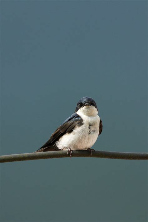 Colombie Hirondelle Bleu Et Blanc Blue And White Swallow