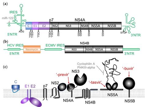 Hcv Virus And Replicon Organization And Membrane Organization Of The