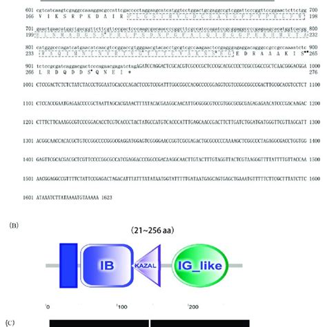 Complete Cdna And Protein Sequences Of Mr Iagbp A The Full Length