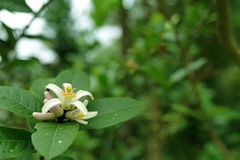 guava tree flower with green leaves in the morningguava tree flower ...