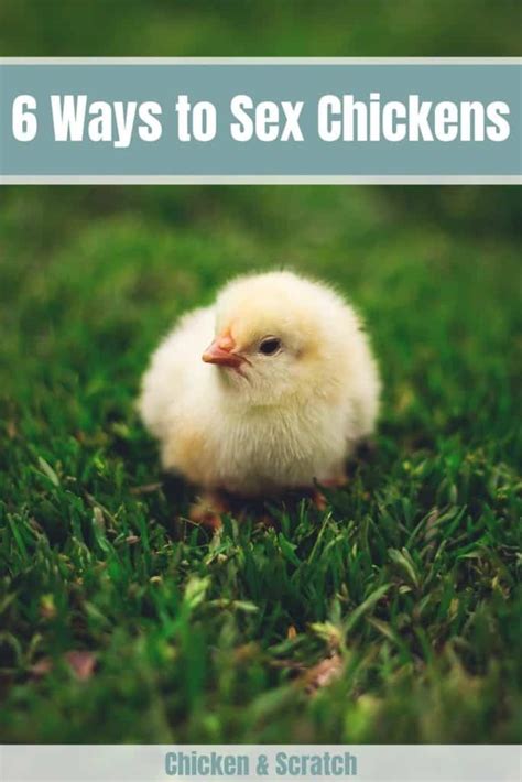 How To Sex Chickens 6 Ways To Determine Hen Or Rooster