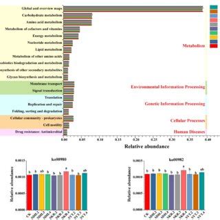 Bacterial KEGG Pathway Prediction By PICRUSt2 The Figure Demonstrates