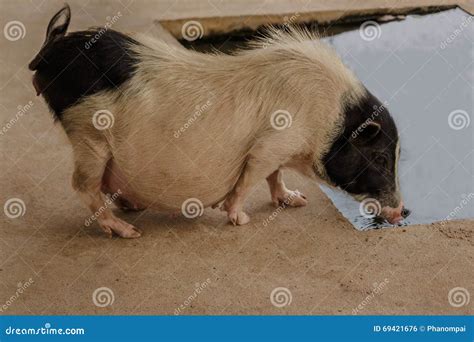 Black And White Pregnant Pig In Farm Stock Photo Image Of Range