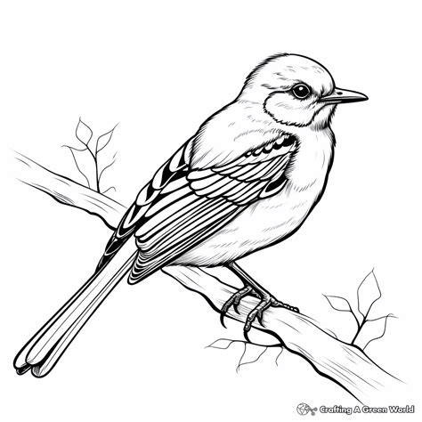 Mockingbird Coloring Pages Free And Printable