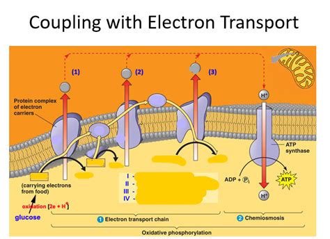 parts of the electron transfer chain Diagram | Quizlet