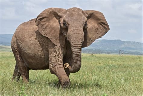 african forest elephant animal facts loxodonta cyclotis   animals