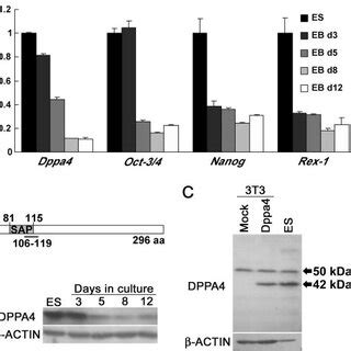 Dppa Overexpression Inhibits Es Cell Differentiation Toward A