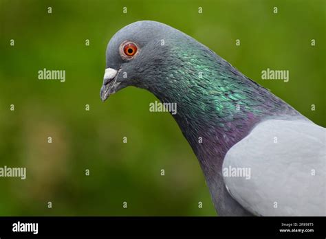 Common Grey Pigeon Or Rock Dove Portrait Of Beautiful Feral Pigeon