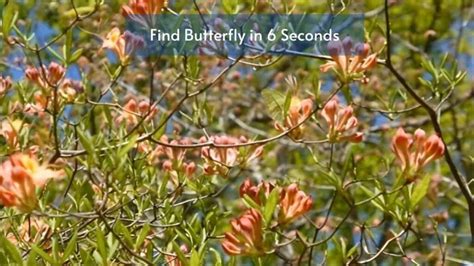 Hidden Insect Optical Illusion Can You Find The Butterfly In The Leaf