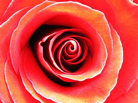 images flower petal love red romantic pink close
