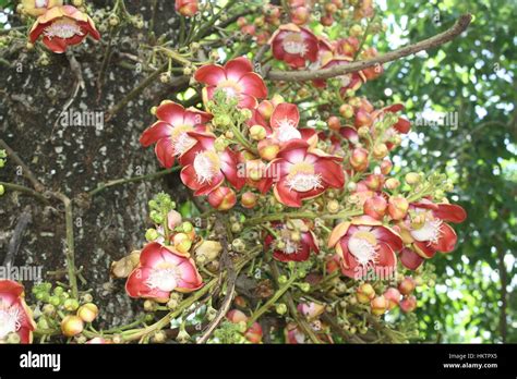 Cannon Ball Tree Flowering Stock Photo - Alamy