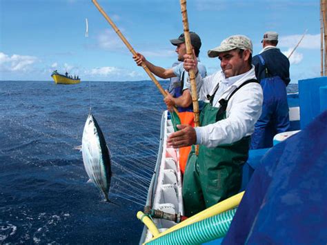 Certificación De Pesca Sostenible Pesca Sostenible Certificada