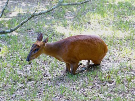 The Online Zoo - Indian Muntjac