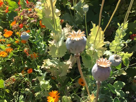 Are these opium poppies??? : r/opiates