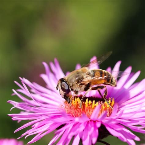 Premium Photo Worker Bee On Pink Aster Flowers In Autumn Garden