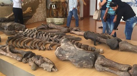 Turismo de Ecuador desvela el misterio del esqueleto prehistórico de 7