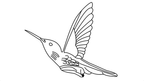 How To Draw A Hummingbird Step by Step - [12 Easy Phase] + [Video]