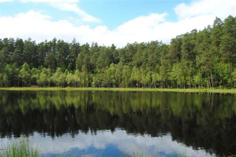 Free Images Tree Grass Marsh Wilderness Trail Lake Pond Stream