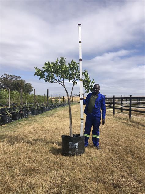 Trichillia Emetica Natal Mahogany Wholesale Trees For Sale Near