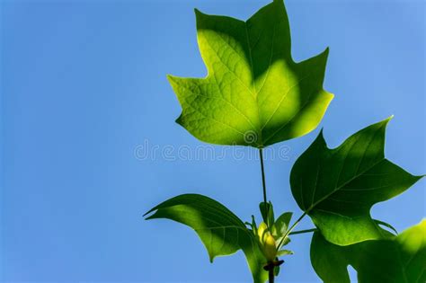 Young Leaves of Tulip Tree Liriodendron Tulipifera, Called Tuliptree ...