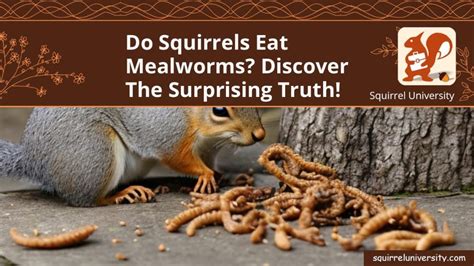 Do Squirrels Eat Mealworms Discover The Surprising Truth Squirrel University