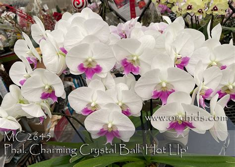 Phal. Charming Crystal Ball 'Hot LIp' (Hsinying Square x Tying Shin ...