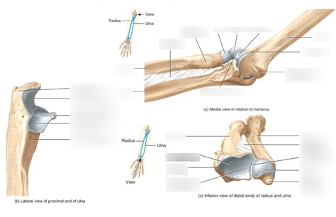 Radius And Ulna Labeling Diagram Quizlet