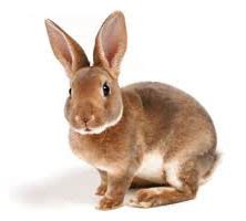 Best Rabbit Breeds for Pet