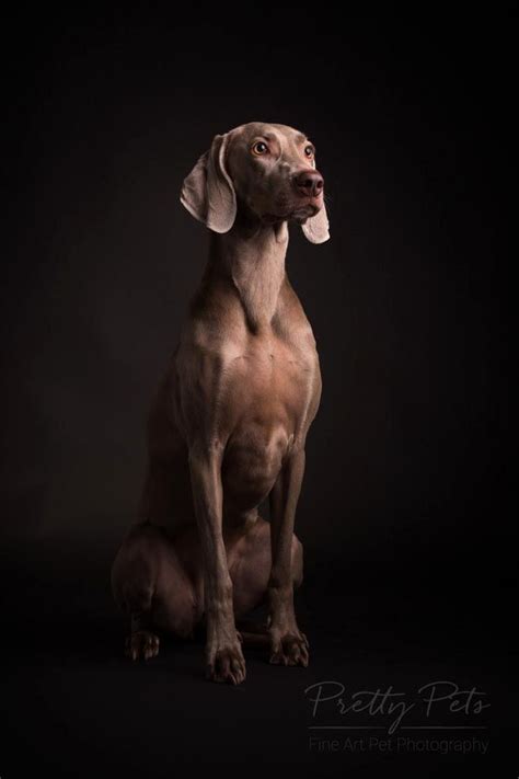 Hondenfotografie Nono Hondenfotografie Weimaraner Honden Portretten