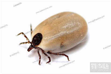 European Castor Bean Tick European Sheep Tick Ixodes Ricinus Female