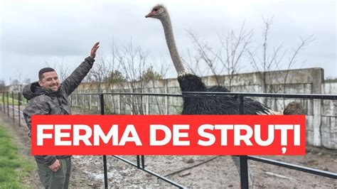 În ferma de struți de la Teremia Mare YouTube