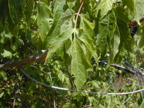 Acer negundo - Box elder (leaves)