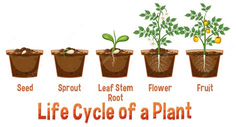 Premium Vector Life Cycle Of A Plant Diagram