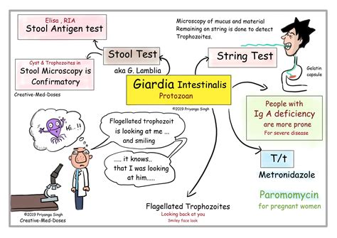 Giardia Lamblia In Stool