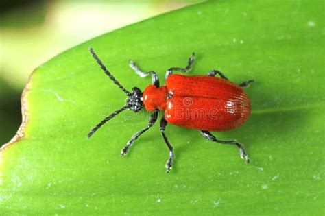 El Escarabajo Lirio Escarlata Escarabajo Lirio Rojo O Lirio Escarabajo