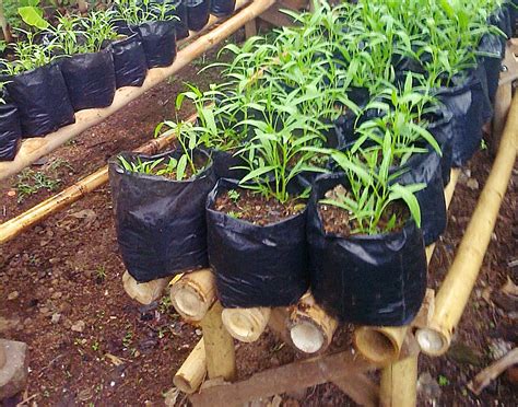 Fungsi Kangkung Serta Langkah Menanam Kangkung Dalam Polybag