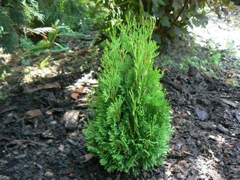 Туя фрэнки бой описание - фото