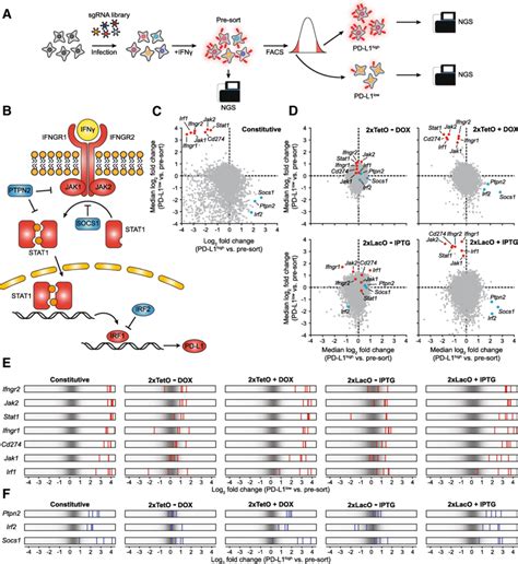 FACS Based Pooled CRISPR Screens Using Drug Inducible SgRNA Expression