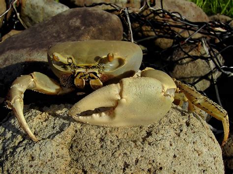 Coconut Crab Vs Spider Crab - samoan images art