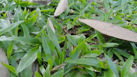 A Working Black Ant Patrolling The Grass Stock Image Image Of Patrolling Herb 275306133