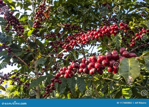 Coffee plant in field stock photo. Image of agricultural - 117480882