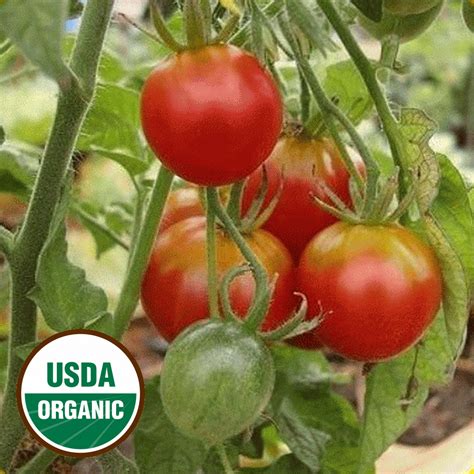 Organic Heirloom Tomato Seeds - Organic Stupice