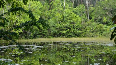 Forêts Protéger Le Poumon Vert De La Planète Wwf France