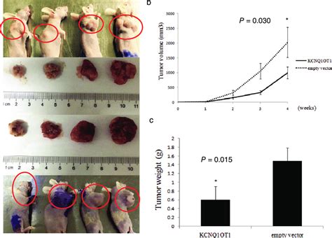 KCNQ1OT1 Inhibited Tumor Growth In Vivo A Nude Mice Inoculated With