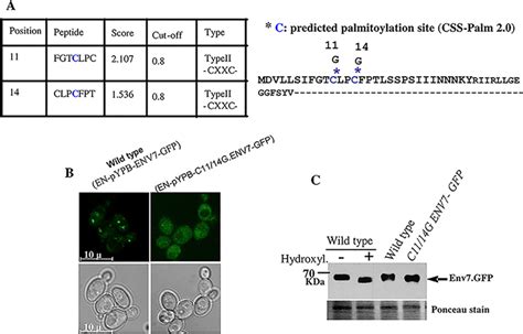 Palmitoylation Affects Env Localization A Palmitoylation Sites