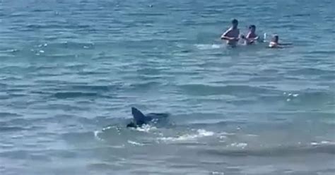 Days after horror attack in Egypt, now shark stirs panic on Alicante ...