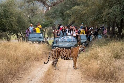 2024 7 Days Golden Triangle Tour & Ranthambore Tiger Safari