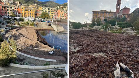 Porticciolo Di Nervi Invaso Dalle Alghe Posidonia Quanto Costa Rimuoverle